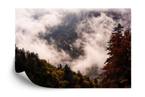 Fototapeta Las We Mgle Flizelina 208x146 FT-473-VEXL