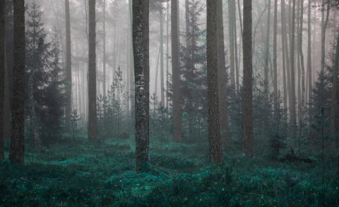 Fototapeta Las We Mgle Vinyl Gładki 152.5x104 FT-454-VGL