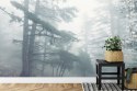 Fototapeta Las We Mgle Vinyl Gładki 152.5x104 FT-459-VGL