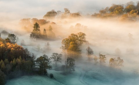 Fototapeta Las We Mgle Vinyl Gładki 152.5x104 FT-463-VGL