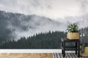 Fototapeta Mglisty Las Sosnowy Flizelina 208x146 FT-493-VEXL