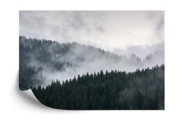 Fototapeta Mglisty Las Sosnowy Vinyl Gładki 152.5x104 FT-493-VGL