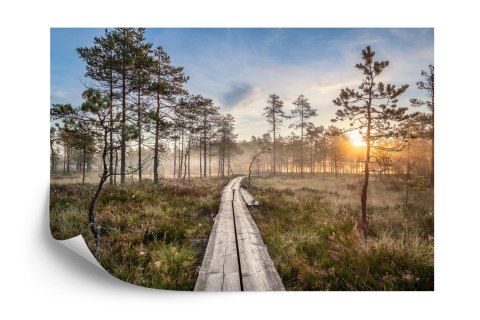 Fototapeta Drewniana Ścieżka W Lesie Vinyl Gładki 152.5x104 FT-4051-VGL