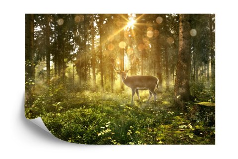 Fototapeta Jeleń O Poranku W Lesie Flizelina 208x146 FT-4074-VEXL