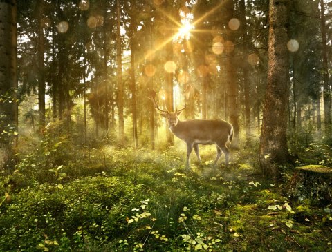 Fototapeta Jeleń O Poranku W Lesie Flizelina 208x146 FT-4074-VEXL
