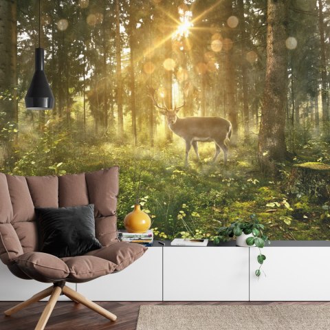 Fototapeta Jeleń O Poranku W Lesie Flizelina 208x146 FT-4074-VEXL