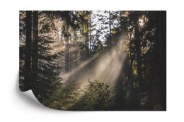 Fototapeta Las We Mgle Flizelina 208x146 FT-22-VEXL