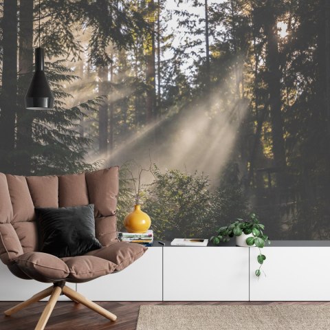 Fototapeta Las We Mgle Flizelina 208x146 FT-22-VEXL