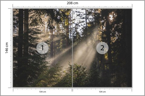 Fototapeta Las We Mgle Flizelina 208x146 FT-22-VEXL