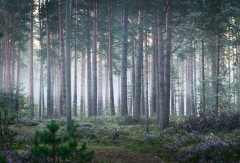 Fototapeta Las We Mgle Flizelina 208x146 FT-472-VEXL