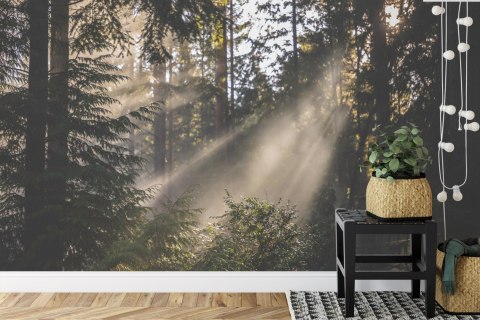 Fototapeta Las We Mgle Vinyl Gładki 152.5x104 FT-22-VGL