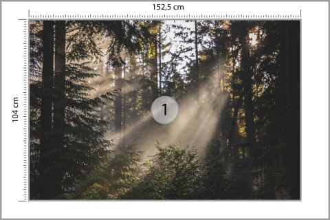 Fototapeta Las We Mgle Vinyl Gładki 152.5x104 FT-22-VGL