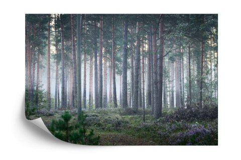 Fototapeta Las We Mgle Vinyl Gładki 152.5x104 FT-472-VGL