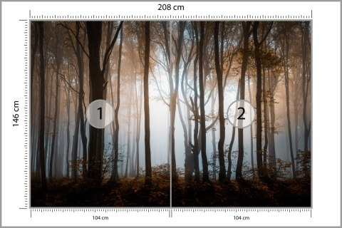 Fototapeta Las Drzewa Flizelina 208x146 FT-259-VEXL