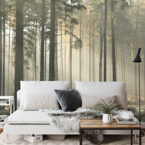 Fototapeta Las Drzewa Mgła Flizelina 208x146 FT-286-VEXL