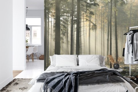 Fototapeta Las Drzewa Mgła Flizelina 208x146 FT-286-VEXL