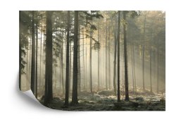 Fototapeta Las Drzewa Mgła Vinyl Gładki 152.5x104 FT-286-VGL