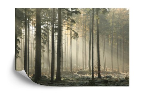 Fototapeta Las Drzewa Mgła Vinyl Gładki 152.5x104 FT-286-VGL