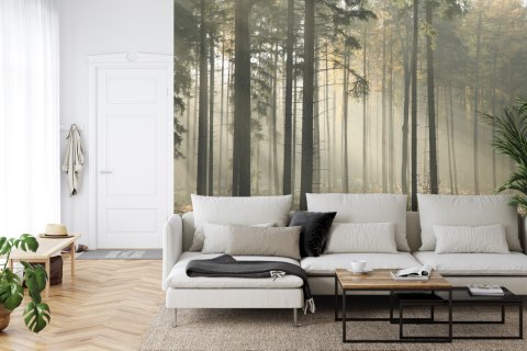 Fototapeta Las Drzewa Mgła Vinyl Gładki 152.5x104 FT-286-VGL