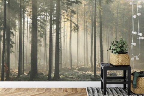 Fototapeta Las Drzewa Mgła Vinyl Gładki 152.5x104 FT-286-VGL