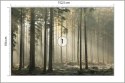 Fototapeta Las Drzewa Mgła Vinyl Gładki 152.5x104 FT-286-VGL