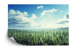 Fototapeta Las Drzewa Niebo Vinyl Gładki 152.5x104 FT-261-VGL