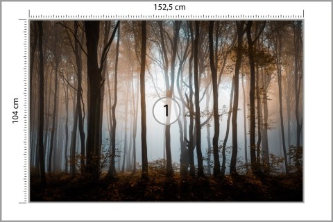 Fototapeta Las Drzewa Vinyl Gładki 152.5x104 FT-259-VGL