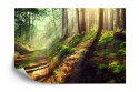 Fototapeta Las Natura Vinyl Gładki 152.5x104 FT-262-VGL