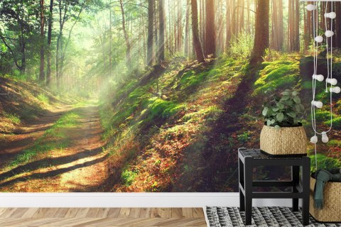 Fototapeta Las Natura Vinyl Gładki 152.5x104 FT-262-VGL