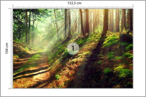 Fototapeta Las Natura Vinyl Gładki 152.5x104 FT-262-VGL