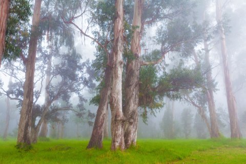 Fototapeta Las We Mgle Flizelina 208x146 FT-478-VEXL