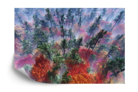 Fototapeta Las We Mgle Flizelina 208x146 FT-484-VEXL