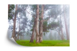 Fototapeta Las We Mgle Vinyl Gładki 152.5x104 FT-478-VGL