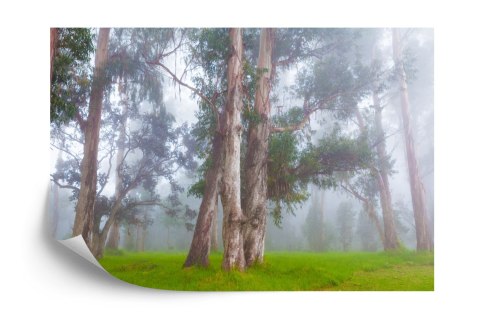 Fototapeta Las We Mgle Vinyl Gładki 152.5x104 FT-478-VGL