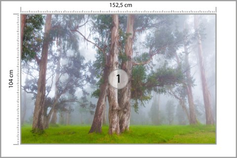 Fototapeta Las We Mgle Vinyl Gładki 152.5x104 FT-478-VGL