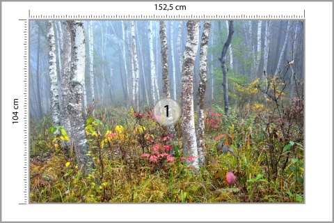 Fototapeta Las We Mgle Vinyl Gładki 152.5x104 FT-479-VGL