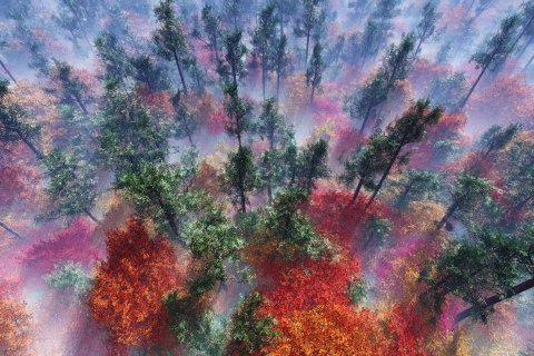 Fototapeta Las We Mgle Vinyl Gładki 152.5x104 FT-484-VGL