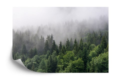 Fototapeta Drzewa We Mgle Flizelina 208x146 FT-2797-VEXL