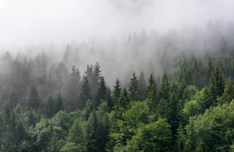 Fototapeta Drzewa We Mgle Vinyl Gładki 152.5x104 FT-2797-VGL