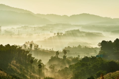 Fototapeta Las We Mgle Flizelina 208x146 FT-489-VEXL