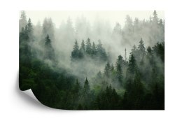 Fototapeta Las We Mgle Vinyl Gładki 152.5x104 FT-25-VGL