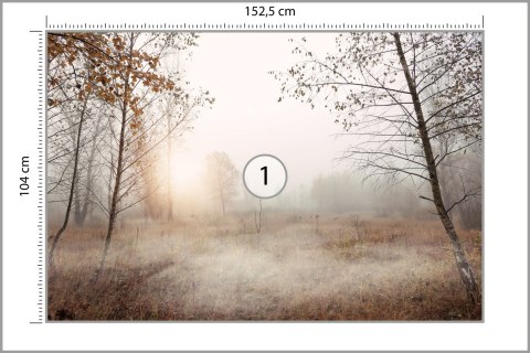 Fototapeta Las We Mgle Vinyl Gładki 152.5x104 FT-465-VGL