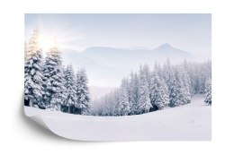 Fototapeta Zimowy Las Flizelina 208x146 FT-268-VEXL