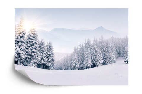 Fototapeta Zimowy Las Flizelina 208x146 FT-268-VEXL