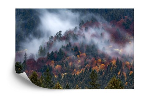 Fototapeta Jesienny Las W Pięknej Mgle Vinyl Gładki 152.5x104 FT-4044-VGL