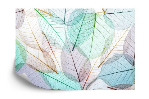 Fototapeta Kolorowe Prześwitujące Liście Flizelina 208x146 FT-3608-VEXL