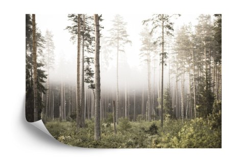 Fototapeta Las We Mgle Flizelina 208x146 FT-492-VEXL