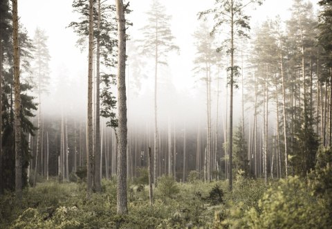 Fototapeta Las We Mgle Flizelina 208x146 FT-492-VEXL