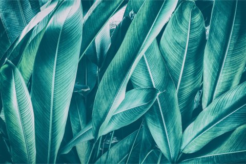 Fototapeta Egzotyczne Liście Vintage Flizelina 208x146 FT-2206-VEXL