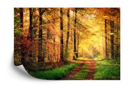 Fototapeta Las Barwy Jesieni Flizelina 208x146 FT-282-VEXL